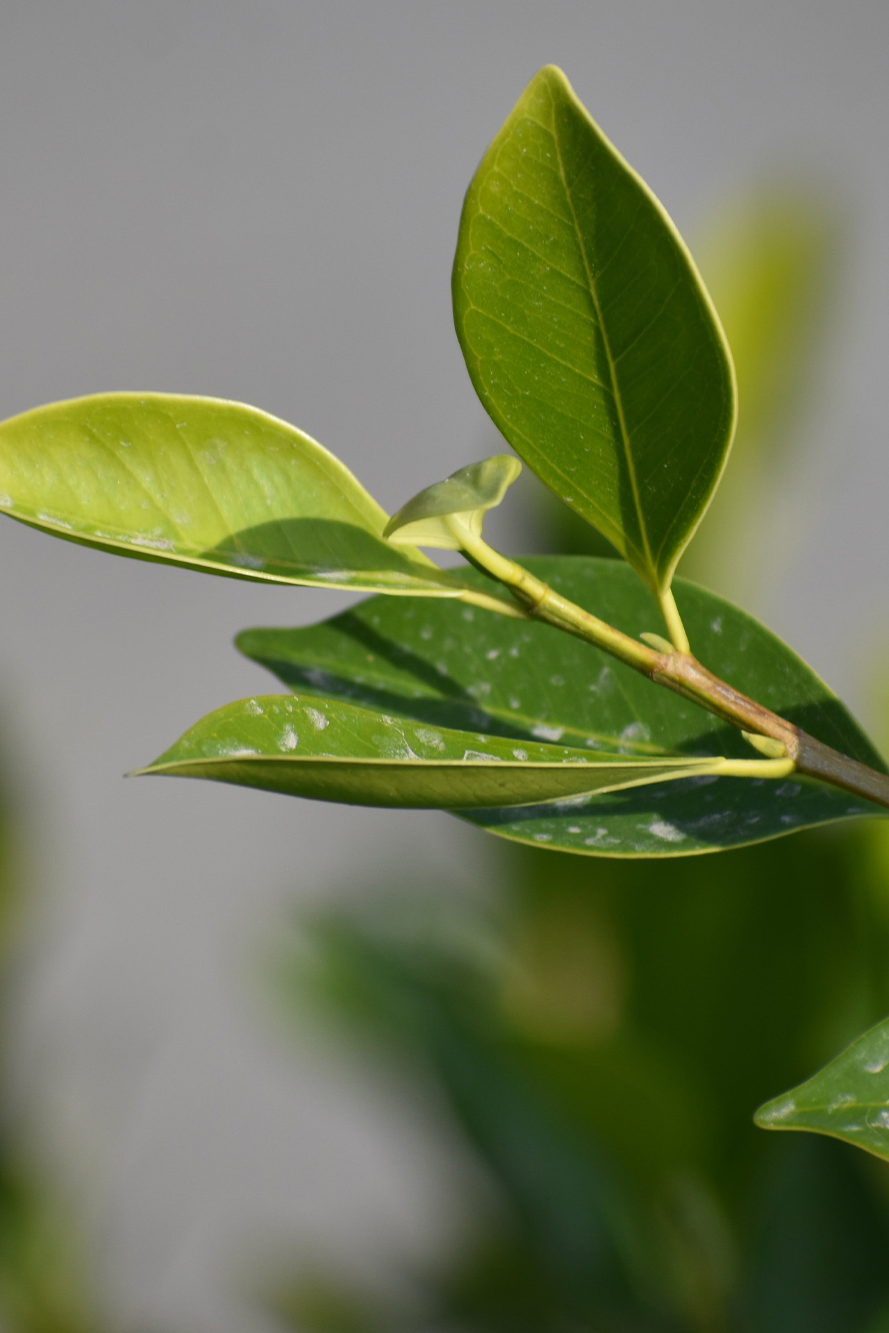 Tea tree als cosmetica ingrediënt Tee Tree blaadjes