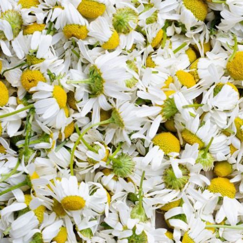 verzachtende-bisabolol-afkomstig-van-de-kamilleplant